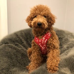 Meet your Posher, Ana